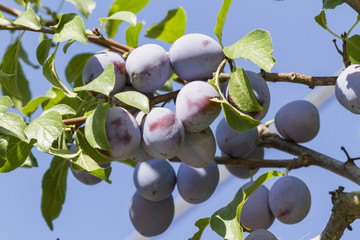 plums on tree