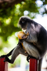 Fototapeta premium Dusky leaf monkey or Spectacled langur
