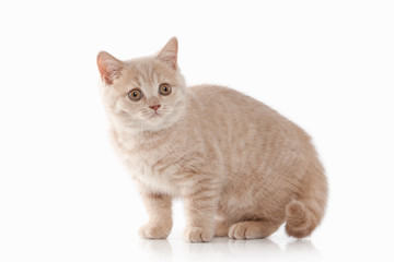 Obraz premium Cat. Small red cream british kitten on white background
