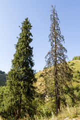 Two Tien Shan fir