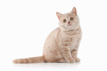 Cat. Small red cream british kitten on white background