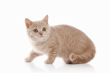 Obraz premium Cat. Small red cream british kitten on white background