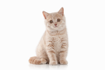 Plakat Cat. Small red cream british kitten on white background
