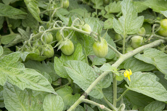 Tomato - Solanium - Fantastico