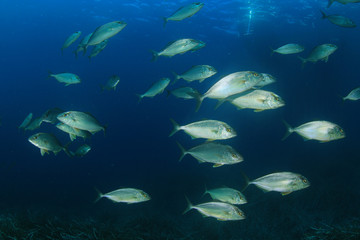 Obraz na płótnie Canvas Tuna fish