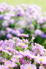 Violet Asters