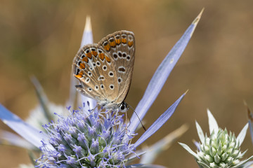 Polyommatus icarus
