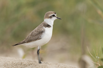 portrait of Kentish plover