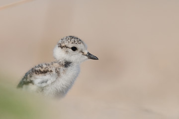 young Kentish plover