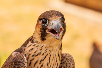 Young hawk or falcon ready for hunting