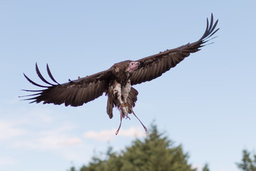 Buitre volando en una exhibición de cetrería