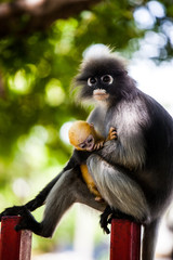 Dusky leaf monkey or Spectacled langur
