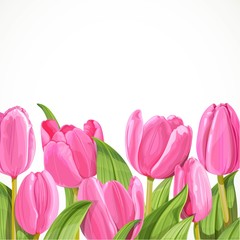 Pink tulip on white background