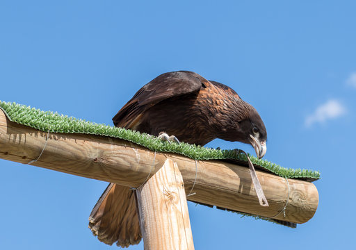 &aacute;guila ratonera de harrys