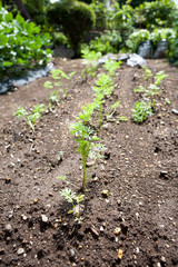 Cultivating carrots