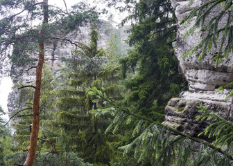 Forest with sandstone rock in Bohemian Paradise