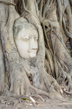 The head was once part of a sandstone Buddha image which fell off the main body onto the ground. It was gradually trapped into the roots of a constantly growing Bodhi tree.