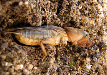 ralo(Gryllotalpa gryllotalpa)