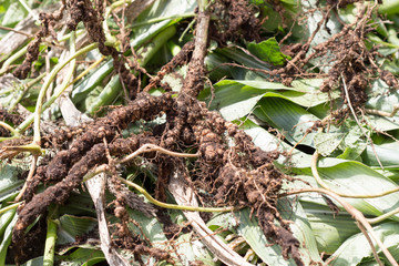 Root nodules containing Rhizobiaceae bacteria