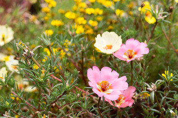 Fototapeta premium Pink portulaca grandiflora