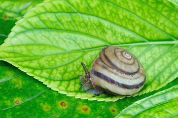 アジサイの葉のカタツムリ