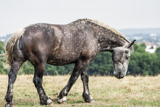 Le cheval Percheron