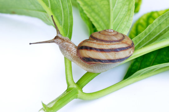 アジサイの葉のカタツムリ