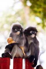 Fototapeta premium Spectacled langur
