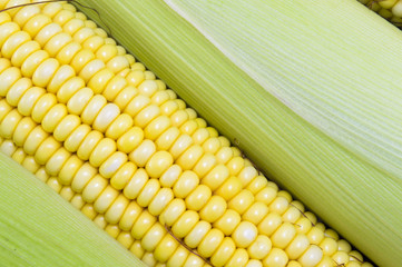 Fresh yellow corn cobs close up