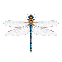 Dragonfly realistic isolated