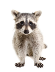Portrait of a raccoon sitting isolated on white background