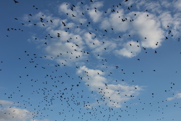 Birds