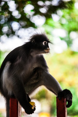 Spectacled langur