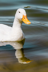 Domestic White Duck Swimming Alone in the Pond