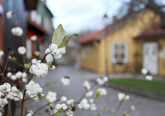 Snowberry bush groing on the sweden city street