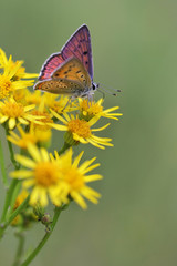 butterfly feeding on flowers