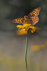 Obraz premium Queen of Spain Fritillary butterfly ( Issoria lathonia ) and yellow wildflowers