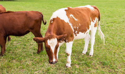 Fototapeta na wymiar cows in the field in green meadow farm