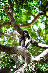 Spectacled langur