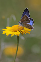 Common Blue butterfly - polyommatus icarus