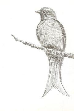 Ashy Drongo bird drawing