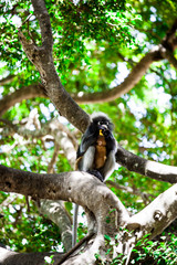 Spectacled langur