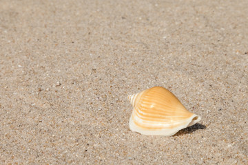 sea shells with sand as background
