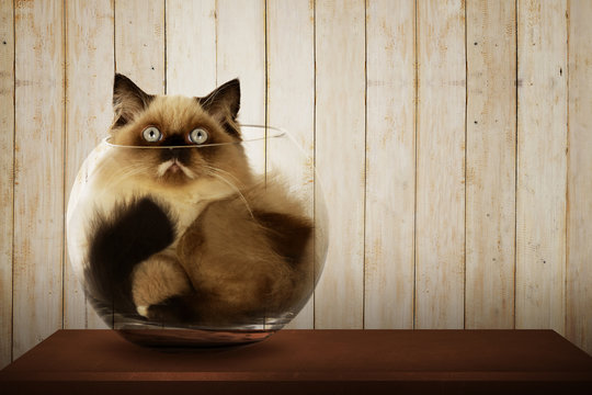 Cute persian cat inside glass bowl
