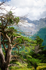 Fototapeta na wymiar Caucasus pine on the mountains backround
