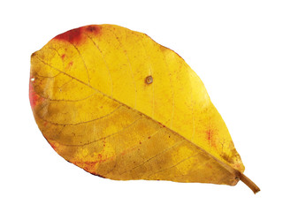 yellow gold autumn leaves isolated on white, malabar leaf change color in autumn season