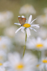 buterfly on chamomile flowers