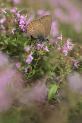 White-letter Hairstreak - Satyrium w-album and pink flowers