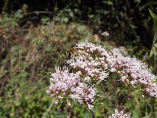 Ape operaia in cerca di nettare