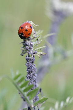 Aphids, also known as plant lice , greenflies, blackflies or whiteflies and ladybug